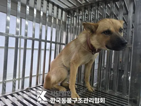 믹스견 · 00643, 가족을 기다리는 강아지