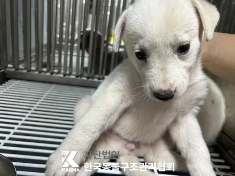 믹스견 · 00098, 가족을 기다리는 강아지