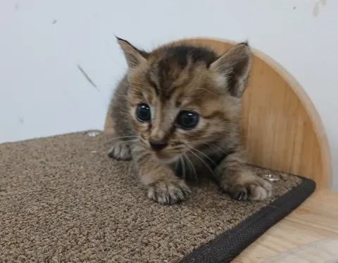 한국 고양이 · 00293, 가족을 기다리는 고양이