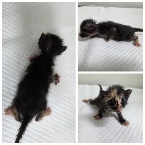 한국 고양이 · 00557, 가족을 기다리는 고양이