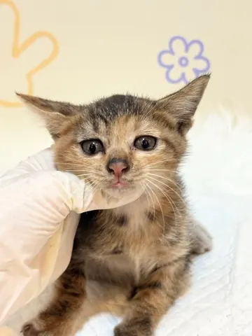 믹스묘 · 00193, 가족을 기다리는 고양이