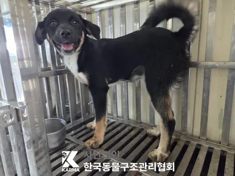 믹스견 · 00633, 가족을 기다리는 강아지