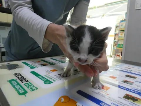 한국 고양이 · 00355, 가족을 기다리는 고양이