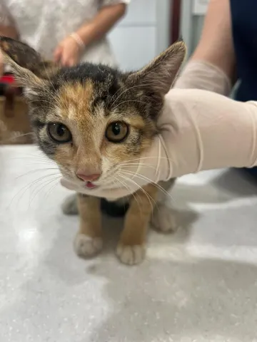 한국 고양이 · 00115, 가족을 기다리는 고양이