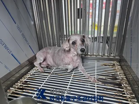 푸들 · 00096, 가족을 기다리는 강아지