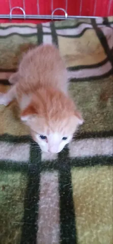 한국 고양이 · 00762, 가족을 기다리는 고양이