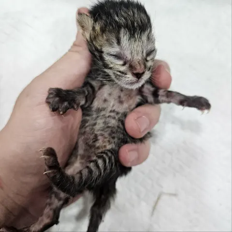 한국 고양이 · 00229, 가족을 기다리는 고양이