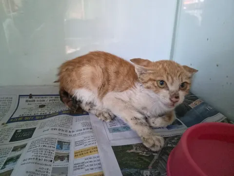한국 고양이 · 00588, 가족을 기다리는 고양이