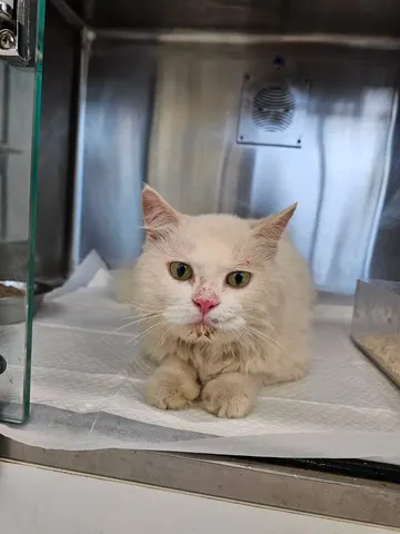 믹스묘 · 00589, 가족을 기다리는 고양이