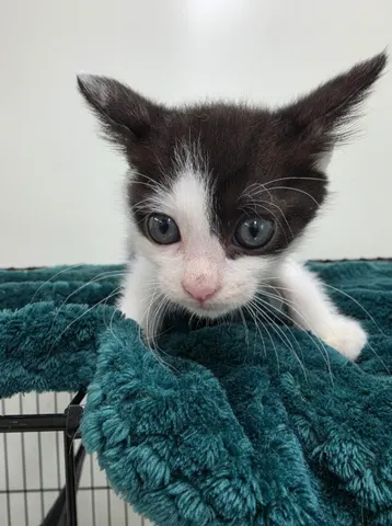한국 고양이 · 00386, 가족을 기다리는 고양이