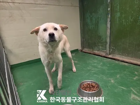 믹스견 · 00094, 가족을 기다리는 강아지
