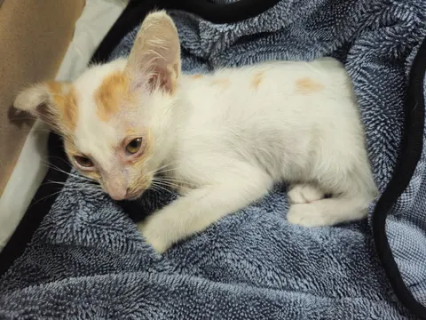 한국 고양이 · 00164, 가족을 기다리는 고양이