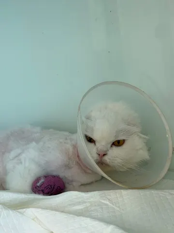 믹스묘 · 00634, 가족을 기다리는 고양이