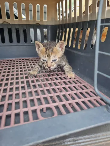 믹스묘 · 00679, 가족을 기다리는 고양이