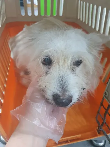 믹스견 · 00473, 가족을 기다리는 강아지