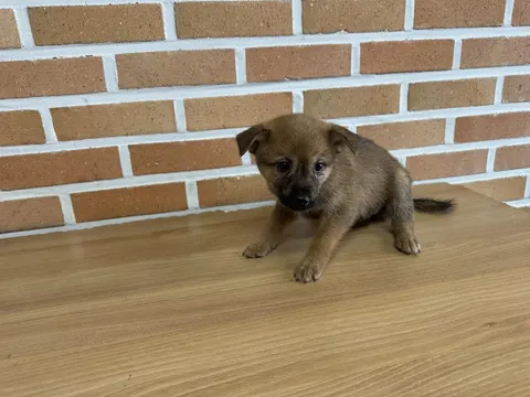믹스견 · 00229, 가족을 기다리는 강아지