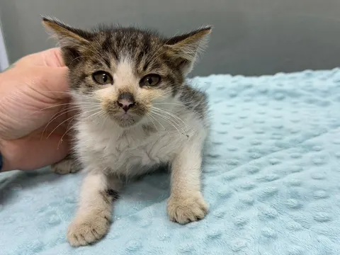 한국 고양이 · 00072, 가족을 기다리는 고양이