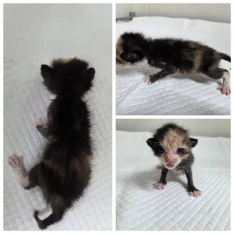 한국 고양이 · 00558, 가족을 기다리는 고양이