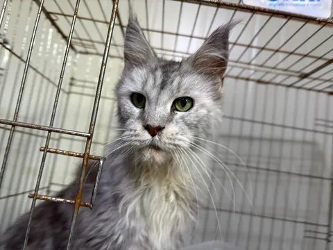 메인쿤 · 00640, 가족을 기다리는 고양이