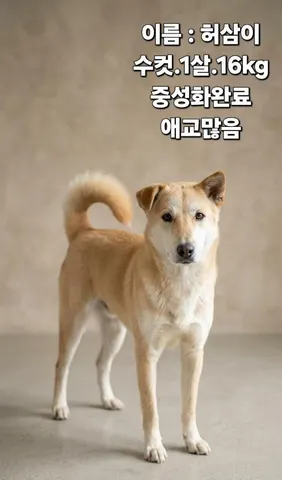 기타 · 00264, 가족을 기다리는 강아지