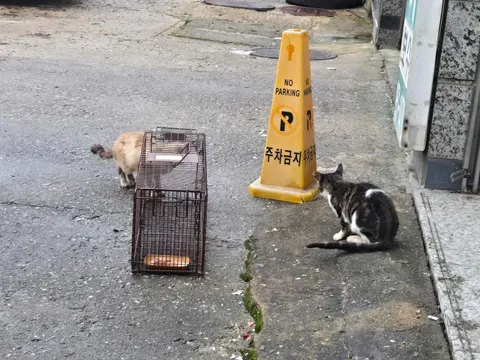 한국 고양이 · 00121, 가족을 기다리는 고양이