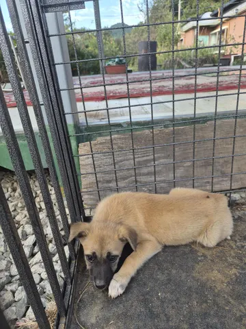 믹스견 · 00127, 가족을 기다리는 강아지