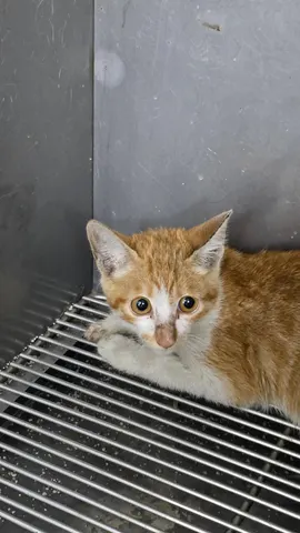 믹스묘 · 00225, 가족을 기다리는 고양이
