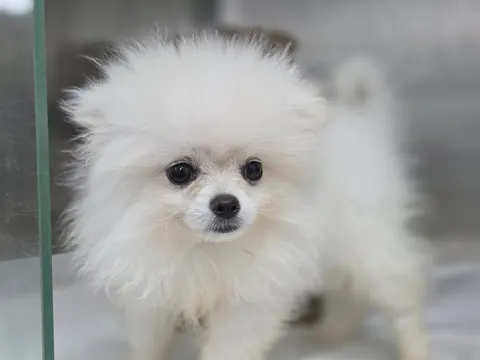 포메라니안 · 00041, 가족을 기다리는 강아지