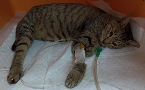 한국 고양이 · 00278, 가족을 기다리는 고양이