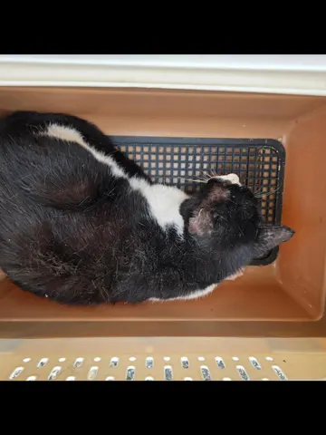 믹스묘 · 00215, 가족을 기다리는 고양이