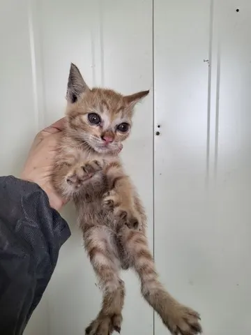 한국 고양이 · 00205, 가족을 기다리는 고양이