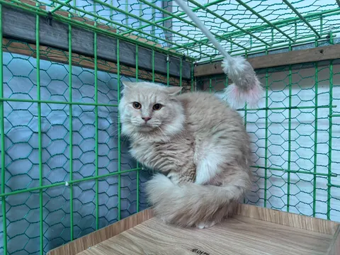 하일랜드 폴드 · 00589, 가족을 기다리는 고양이