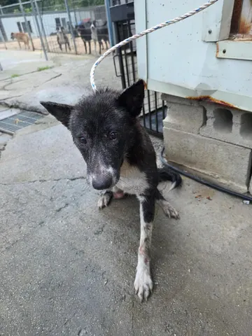 믹스견 · 00148, 가족을 기다리는 강아지