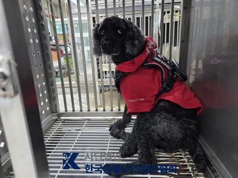 푸들 · 00093, 가족을 기다리는 강아지