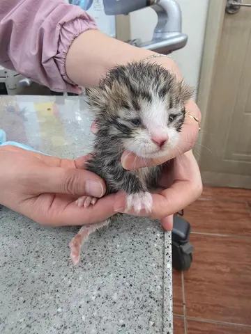 한국 고양이 · 00336, 가족을 기다리는 고양이