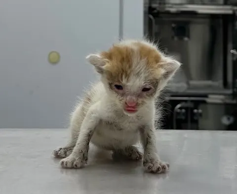 한국 고양이 · 00372, 가족을 기다리는 고양이
