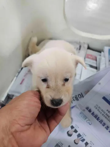 믹스견 · 00037, 가족을 기다리는 강아지