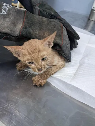 한국 고양이 · 00331, 가족을 기다리는 고양이