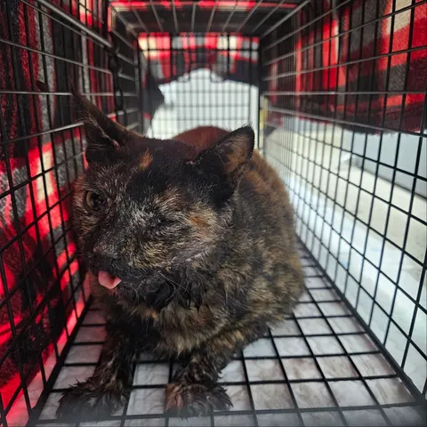 믹스묘 · 00244, 가족을 기다리는 고양이