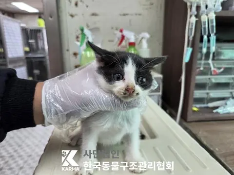 한국 고양이 · 00111, 가족을 기다리는 고양이
