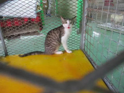한국 고양이 · 00696, 가족을 기다리는 고양이