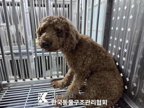 푸들 · 00207, 가족을 기다리는 강아지