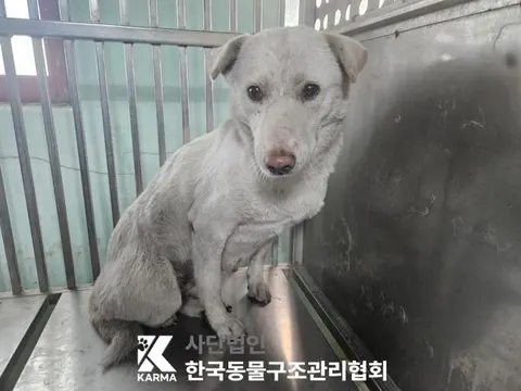 믹스견 · 00386, 가족을 기다리는 강아지