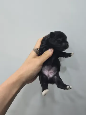 믹스견 · 00378, 가족을 기다리는 강아지