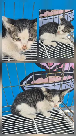 한국 고양이 · 00295, 가족을 기다리는 고양이