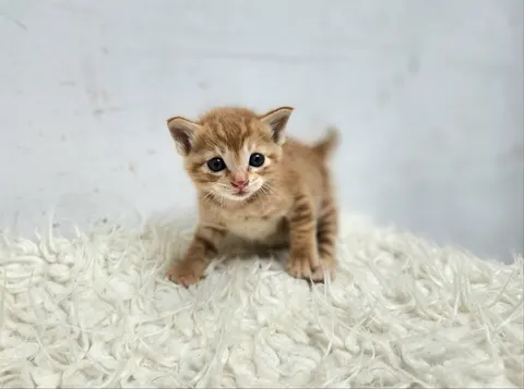 한국 고양이 · 00619, 가족을 기다리는 고양이