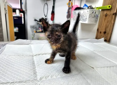 한국 고양이 · 00609, 가족을 기다리는 고양이