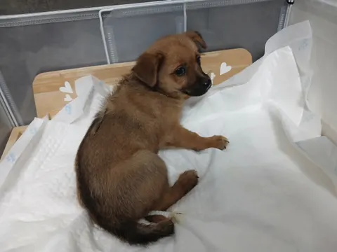 믹스견 · 00309, 가족을 기다리는 강아지
