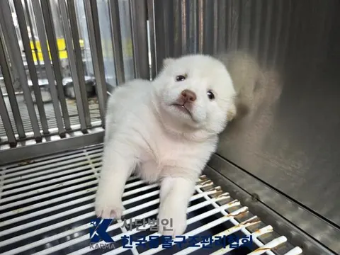 믹스견 · 00631, 가족을 기다리는 강아지
