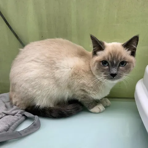 믹스묘 · 00399, 가족을 기다리는 고양이